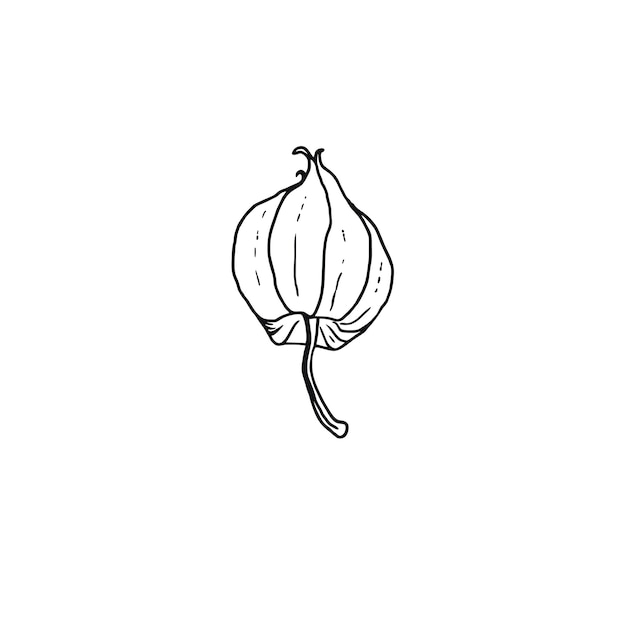 Ilustracja Wektorowa Physalis Doodle Print