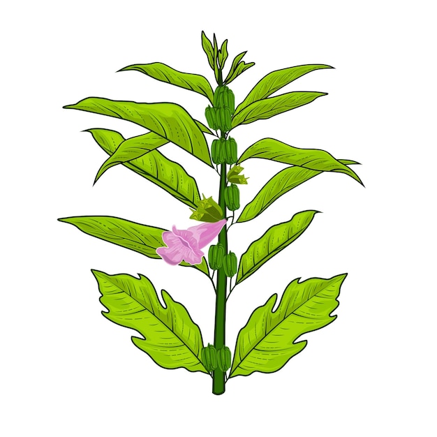 Ilustracja wektorowa roślin seasam z zielonymi liśćmi