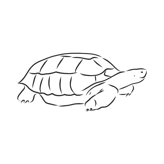Ilustracja Wektorowa Tatuaż Zwierzę żółw Wektor Szkic Ilustracji