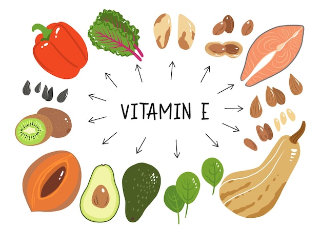 Plik wektorowy ilustracja wektorowa witaminy e produkty spożywcze z wysoką zawartością tokoferolu kiwi mamey sapote szwajcarska boćwina czerwona papryka słodka awokado dynia piżmowa orzechy brazylijskie orzeszki ziemne łosoś