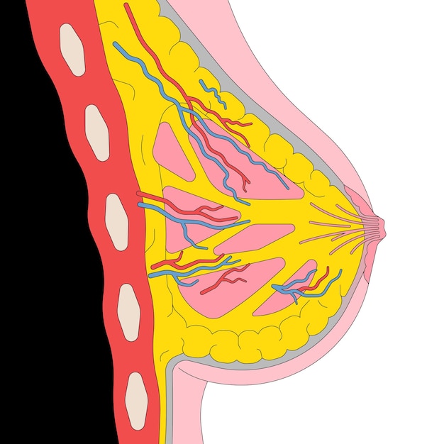 Plik wektorowy ilustracja wektorowa zarys kobiecej anatomii piersi. białe tło.