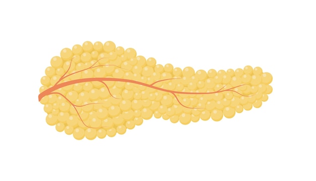 Ilustracja Wektorowa Zdrowej Trzustki Na Białym Tle
