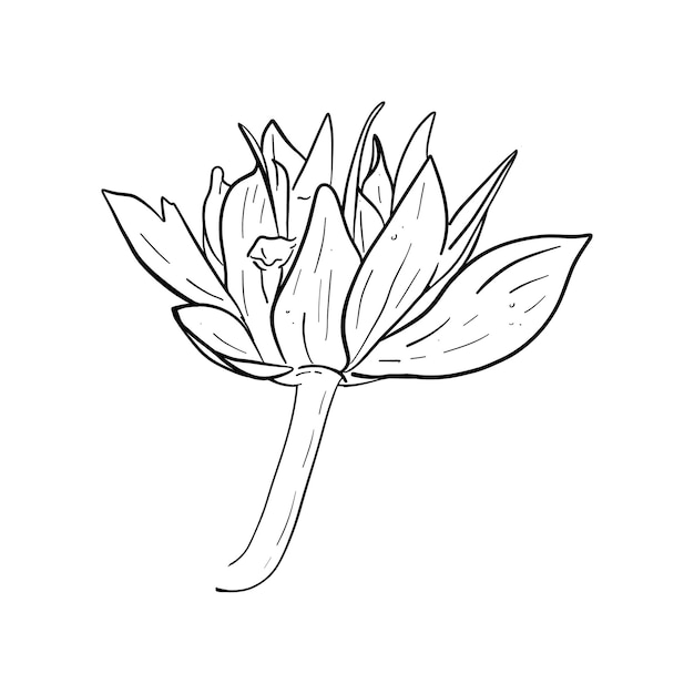 Ilustracja wiersza wektorowego ręcznie narysowanej truskawki truskawki lub malinowych kwiatów odizolowanych kwiatów