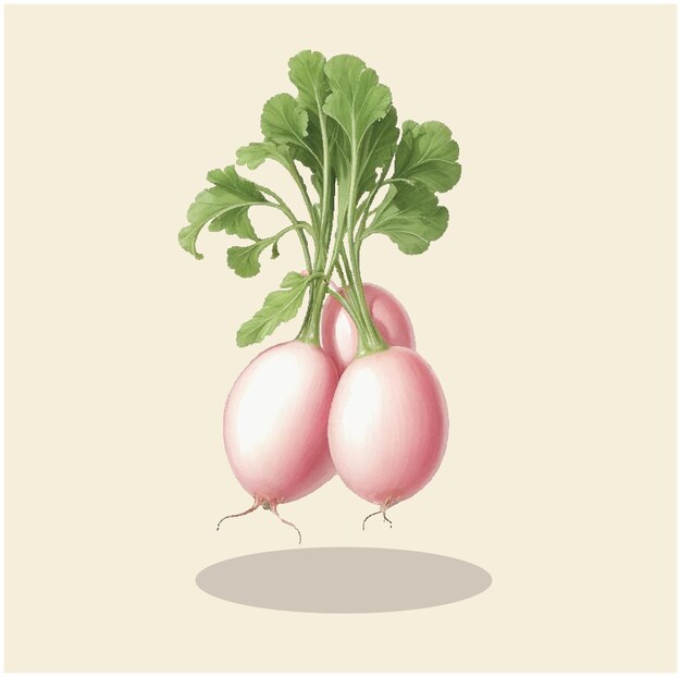 Plik wektorowy ilustracja winorośli pink beauty radish 05