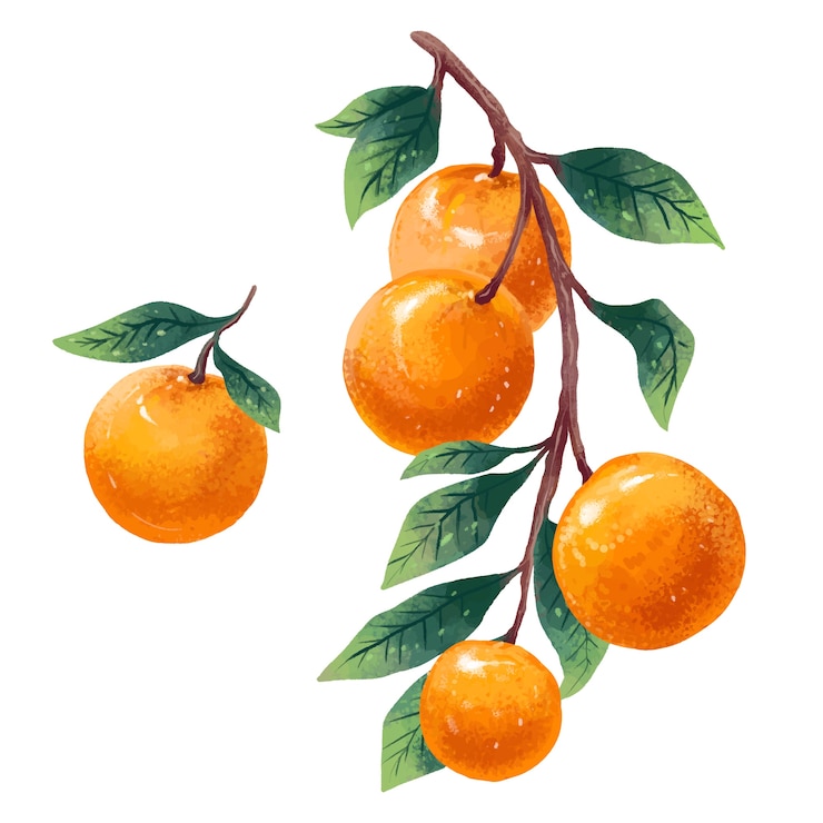 Wektor ilustracja zestaw mandarynek