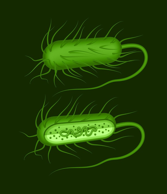 ilustracja zielonych bakterii Bacillus w kształcie pręta