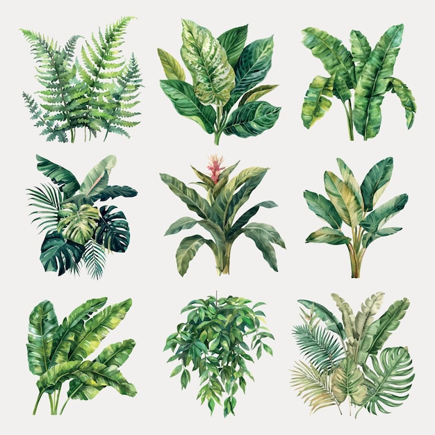 Ilustracje akwarelowe roślin tropikalnych