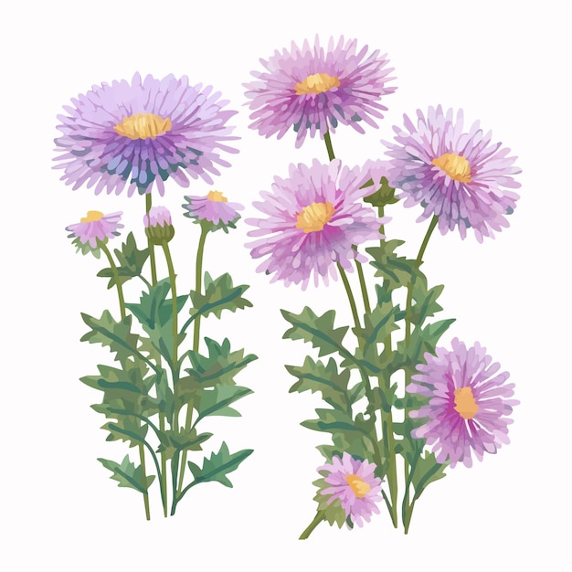Plik wektorowy ilustracje kwiatów aster w formacie wektorowym do łatwej edycji