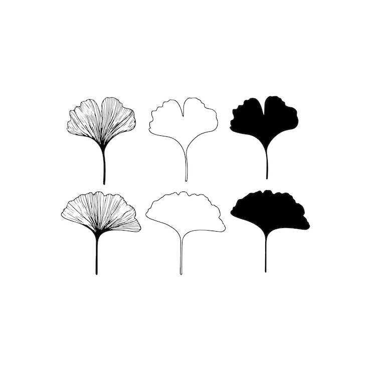 Wektor ilustracje liści ginkgo w różnych stylach ikona wektorowa