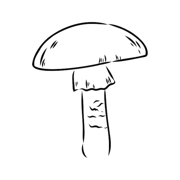 Ilustracje wektorowe grzybów w stylu szkicu wektor grzybów grzybów