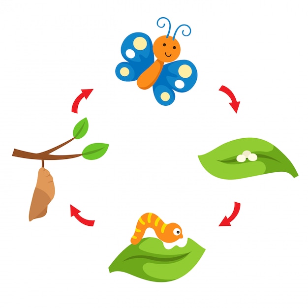Ilustracyjny Cyklu życia Motyla Wektor