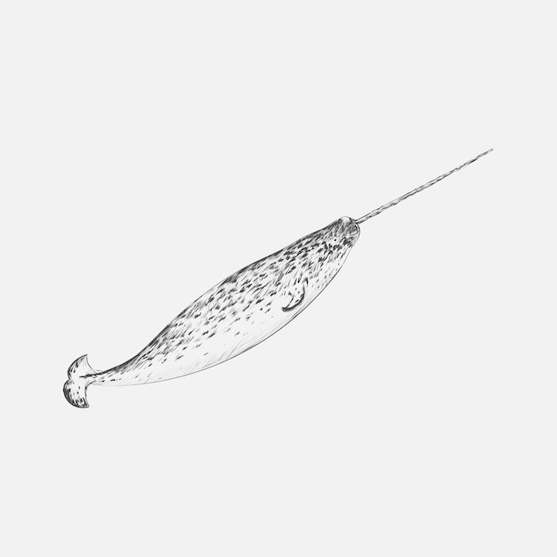 Ilustracyjny Rysunkowy Stye Narwhal