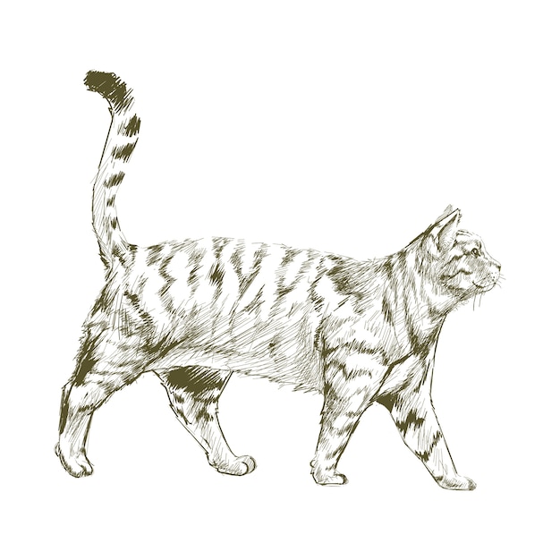 Ilustracyjny Rysunkowy Styl Kot