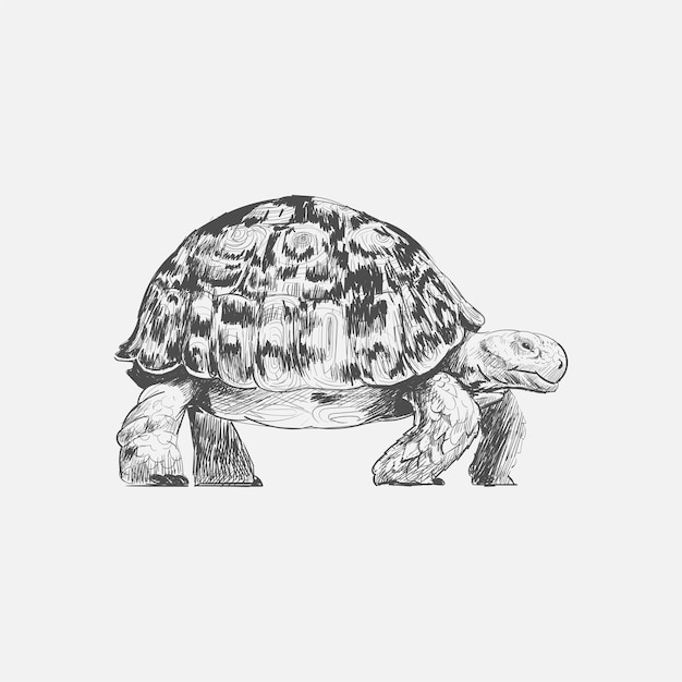 Ilustracyjny Rysunkowy Styl żółw