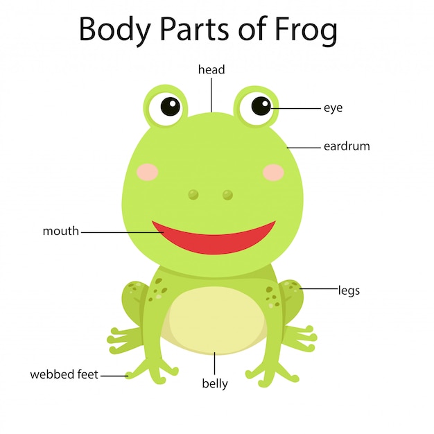 Ilustrator Części Ciała żaby