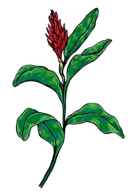 Plik wektorowy imbir tropikalny kwiat botaniczny rysunek egzotycznej rośliny ręcznie rysowane ilustracji wektorowych kolorowy vintage clipart na białym tle