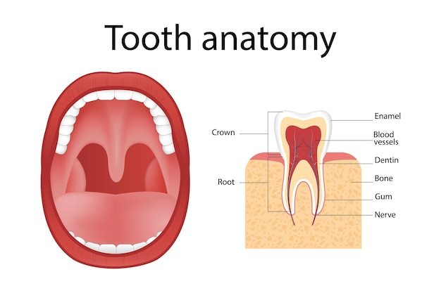 Implant Dentystyczny Realistyczna Struktura Implantu Graficzne Modele Korony Protetyka śrubowa Ortodoncja