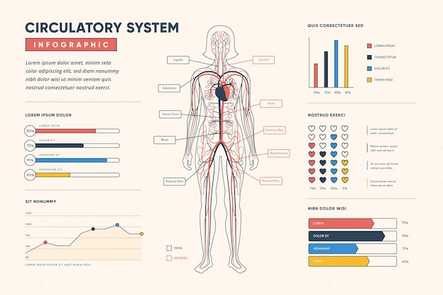 Infografika Liniowego Układu Krążenia