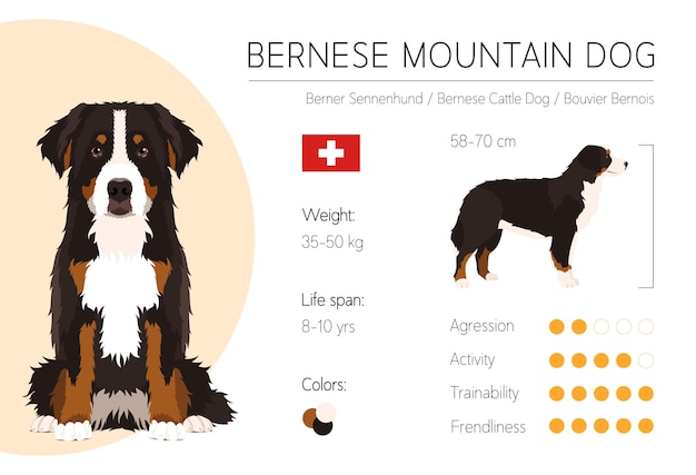 Plik wektorowy infografika psa szablon projektu wektor charakterystyka rasy berneński pies pasterski