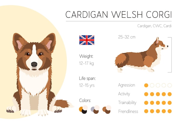 Plik wektorowy infografika psa szablon projektu wektor charakterystyka rasy welsh corgi cardigan