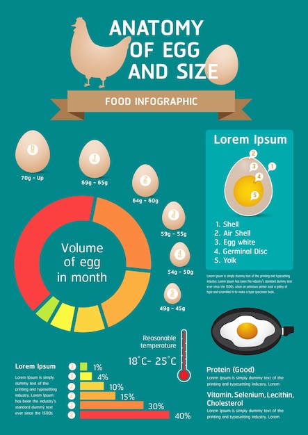 Infografika żywności Anatpmy Jaj I Wielkości.