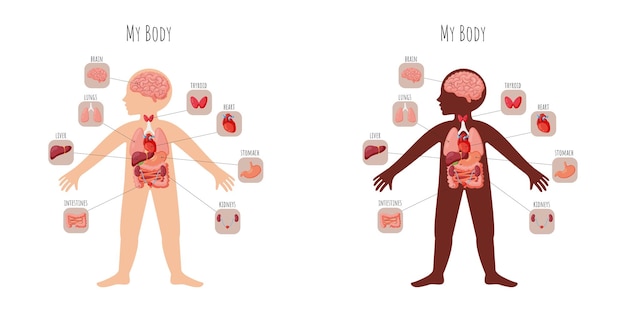 Infografiki Części Ciała Dla Dzieci Z Nazwami Narządów Wewnętrznych.