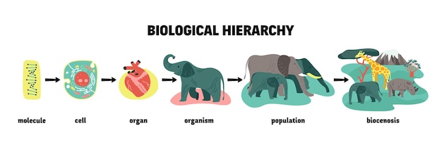Infografiki Hierarchii Biologicznej Ze Schematem I Ikonami Od Cząsteczki Dna Po Biocenozę Zwierząt Z Ilustracjami Wektorowymi Podpisów Tekstowych
