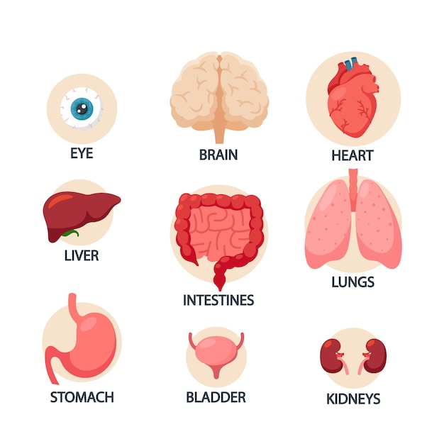 Infografiki Narządów Ludzkiego Ciała Oko Serce Wątroba I żołądek Pęcherz Mózg Płuca Lub Nerki Z Jelitami