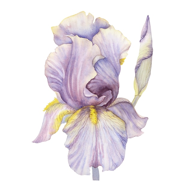 Iris akwarela akwarela kwiat niebieski żółty plakat obraz z nadrukiem kwiat botaniczny botaniczny