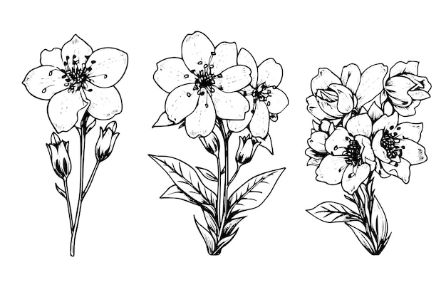Izolowany element ilustracji wektorowej cosmea Czarno-biały styl grawerowania z atramentem