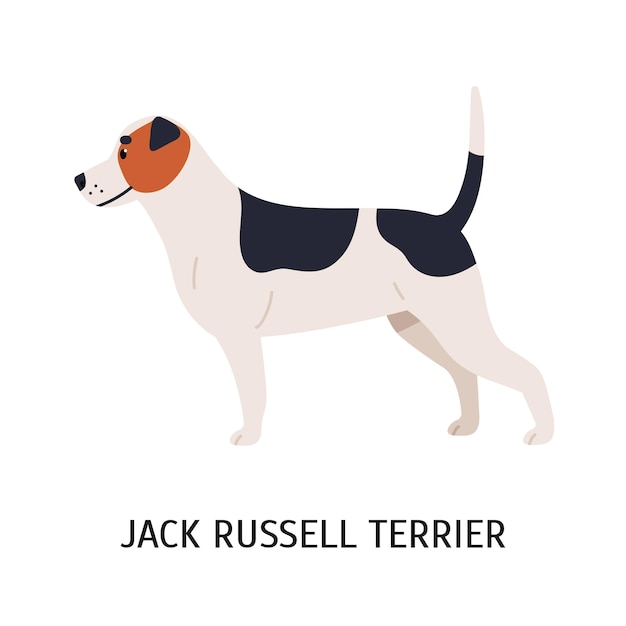 Jack Russell Terrier. Piękny Pies Rasy Myśliwskiej Na Białym Tle. śliczne Rasowe Zwierzę Domowe, Piesek O Krótkiej Sierści. Ilustracja Wektorowa Kolorowe W Stylu Cartoon Płaskie.