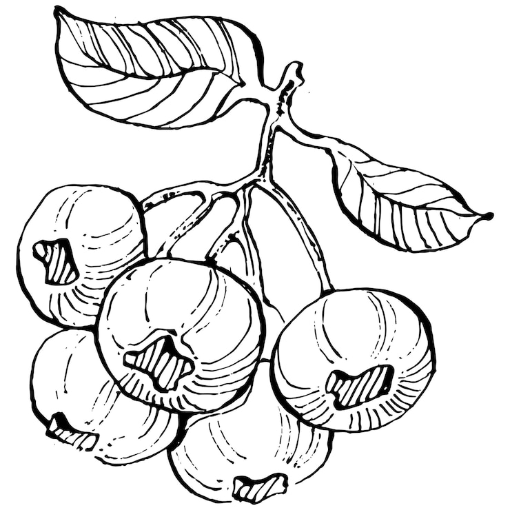 Wektor jagoda ręka rysunek sztuka clipart. jagody logo lub tatuaż bardzo szczegółowe w koncepcji stylu sztuki linii. czarno-białe na białym tle. antyczne vintage grawerowanie ilustracja do godła