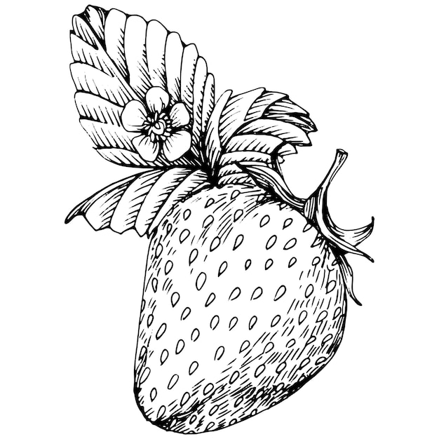 Plik wektorowy jagody ręcznie rysunek. truskawka