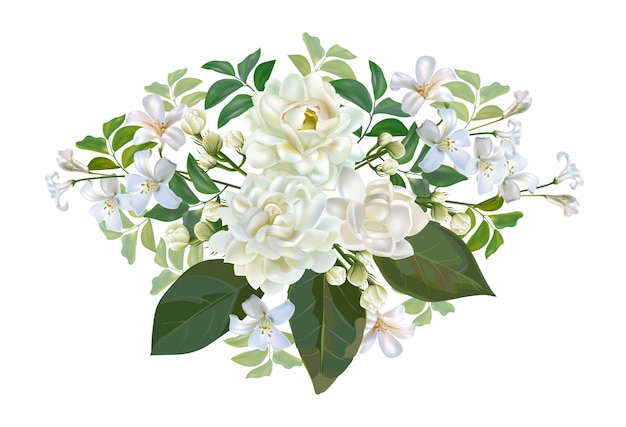 Plik wektorowy jaśminowy kwiatu bukiet odizolowywający na bielu