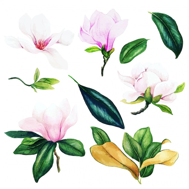 Jasnoróżowe Kwiaty I Liście Magnolii, Zestaw Akwareli