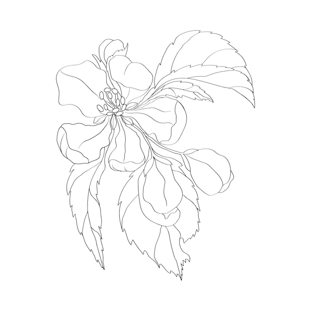 Plik wektorowy jeden pąki kwiatowe płatki pręciki liście realistyczna ilustracja botaniczna narysowana czarnym atramentem