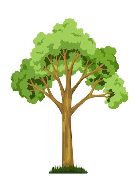Jeden Z Etapów Wzrostu Drzewa. Duży Wzrost Drzew Z Zielonym Liściem I Gałęziami, Roślina Naturalna.