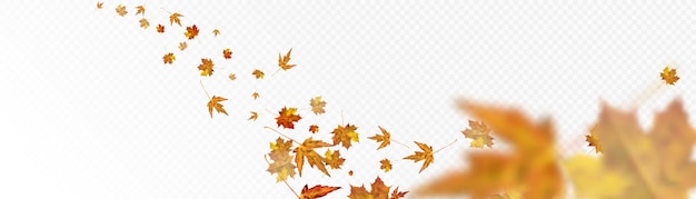 Plik wektorowy jesień kolorowy liściasty ornament z żółtopomarańczowymi liśćmi klonu na przezroczystym tle vector