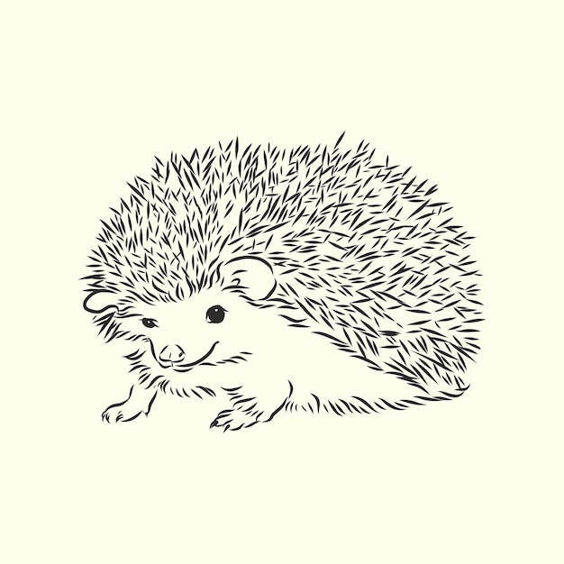 Jeż szkic rysunku na białym tle na białym tle, Jeż, ilustracja szkic wektor