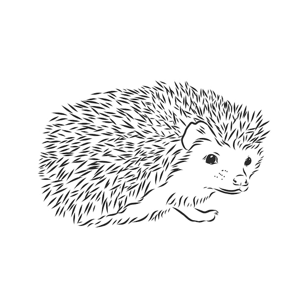 Jeż szkic rysunku na białym tle na białym tle, Jeż, ilustracja szkic wektor