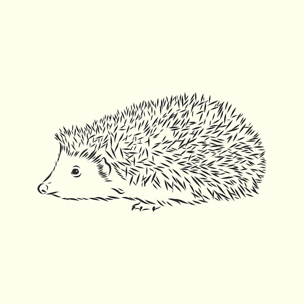 Jeż szkic rysunku na białym tle na białym tle, Jeż, ilustracja szkic wektor