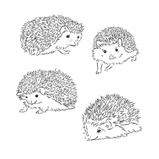 Jeż szkic rysunku na białym tle na białym tle, Jeż, ilustracja szkic wektor