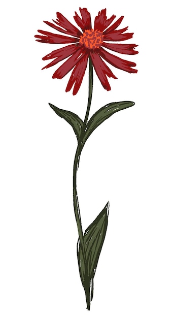 Plik wektorowy jeżówka, roślina echinacea. ilustracja wektorowa dzikiego kwiatu. botaniczny clipart na białym tle. delikatny element do projektowania, karty, nadruku, wystroju.
