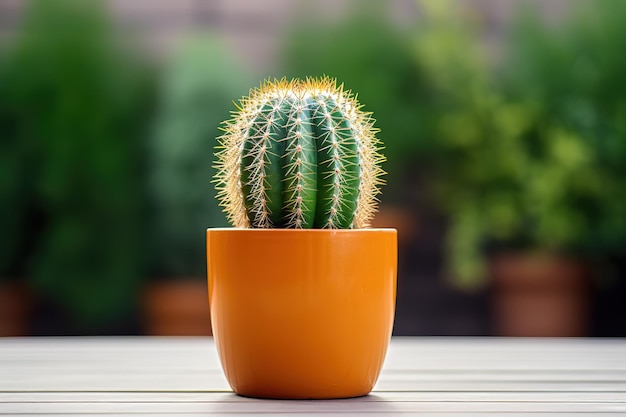 Kaktus Gymnocalycium Baldianum Z Kwiatami Kwitnącymi Na Odizolowanym Tle