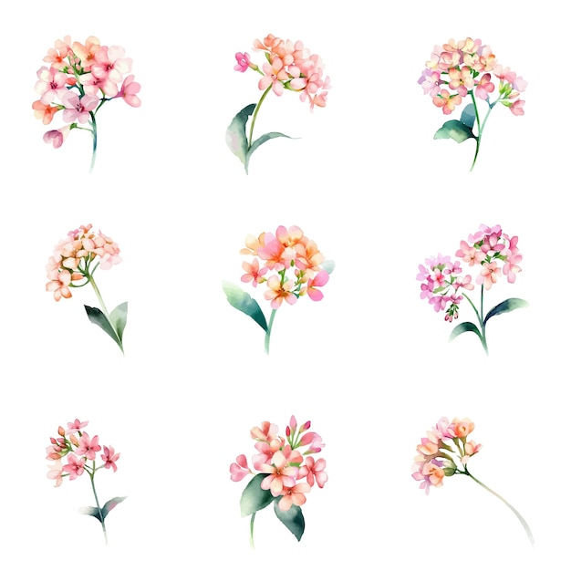 Kalanchoe Blossfeldianawatercolor Zestaw Kwiatów Ręcznie Malowana Ilustracja Izolowana Na Białym Tle