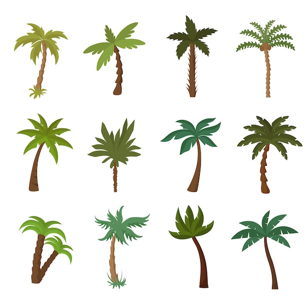 Kalifornijskie Palmy. Letni Tropikalny Roślina Wektor Zestaw