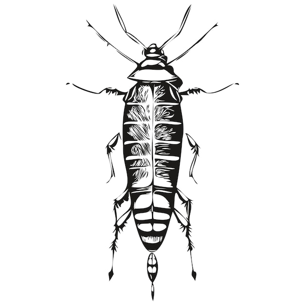 Plik wektorowy karaluch szkic strony rysunek dzikich zwierząt styl vintage grawerowanie ilustracji wektorowych karaluchów