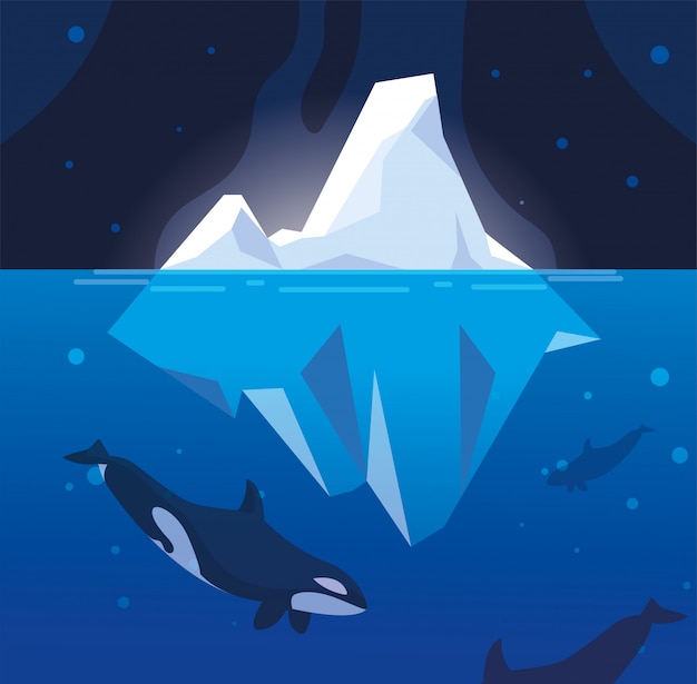 Killer Whale Whit Iceberg Pływających W Morzu