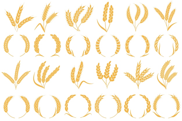 Plik wektorowy kłosy pszenicy lub jęczmienia. zbiór złotych ziaren, pszenica łodygowa, kukurydza owies żyto jęczmień organiczna mąka rolnictwo roślin wzór chleba i kolekcja kształtów ramek