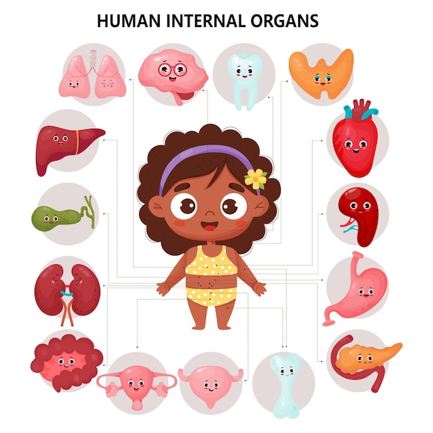 Plik wektorowy kobiece narządy postaci z kreskówek anatomia ludzkiego ciała medyczna infografika edukacyjna dla dzieci